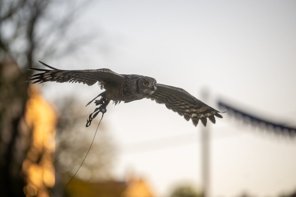 Srednjovjekovni festival u Svetvinčentu - sova 0095