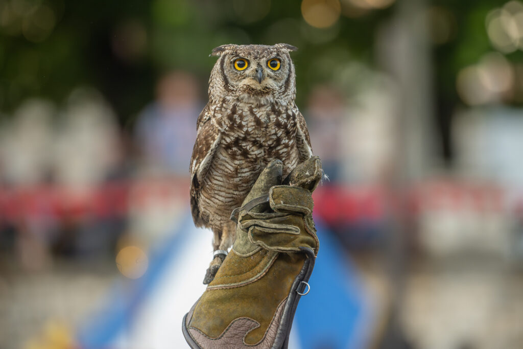 Srednjovjekovni festival u Svetvinčentu - sova 0098