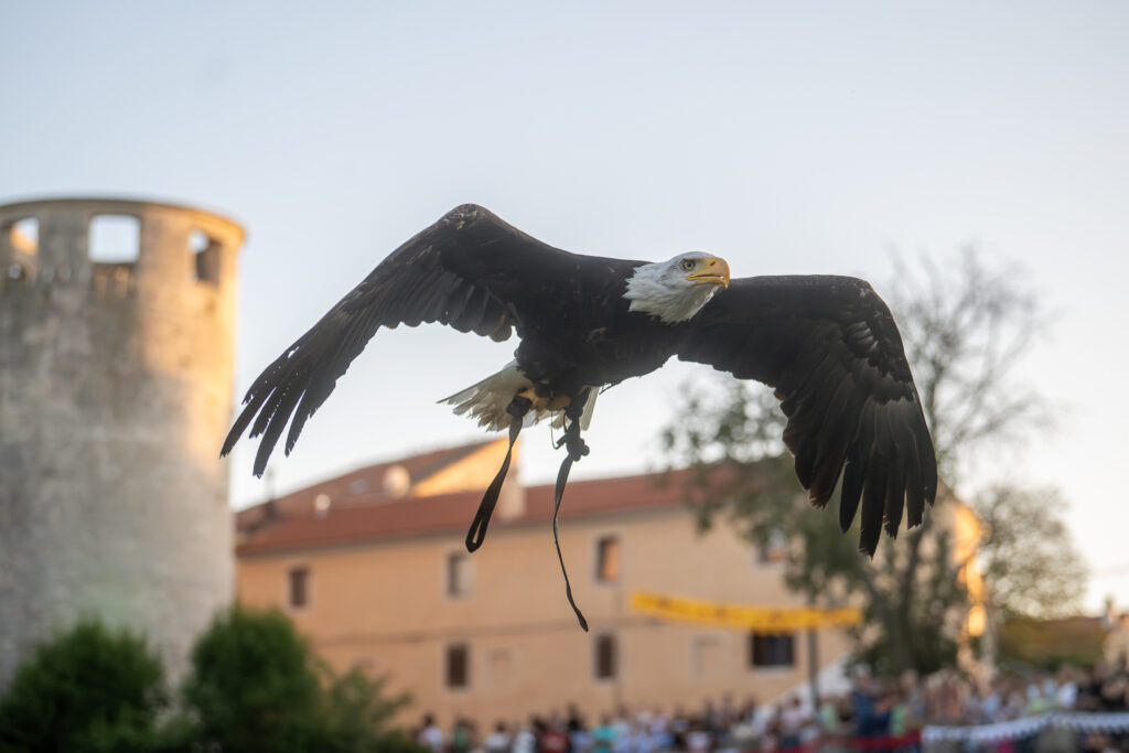 Srednjovjekovni festival u Svetvinčentu - orao Nixon 0135
