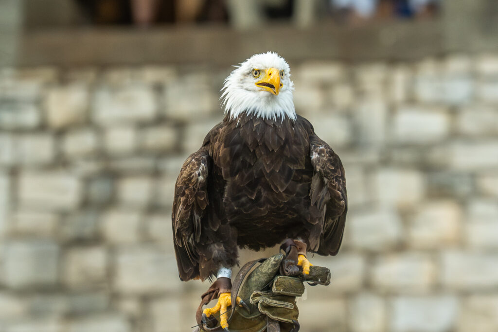 Srednjovjekovni festival u Svetvinčentu - orao Nixon 0185